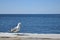 Seagull on a dock