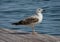 Seagull on the dock near the ocean