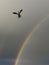 Seagull and double rainbow
