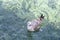 Seagull drifting on waves. Clear transparent turquoise water of Adriatic Sea