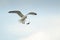 Seagull drops crab to eat tender meat inside