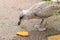 Seagull eating bread on street