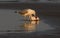 Seagull eating a dead bird on the beach at sunset - fight for survival concept