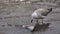 Seagull eating dove at San Marco square in Venice, Italy