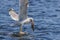 Seagull eating fish