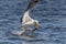 Seagull eating fish