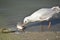 Seagull eating fish