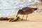 Seagull Eating Fish in Australia