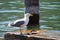 Seagull eating fishin near a lake
