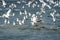 Seagull eating and fishing for salmon in Valdez Alaska