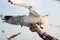 Seagull eating food off human`s hand. Selective focus and shallow depth of field.