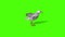 seagull is eating with its beak And looking around in fear side view. chroma key can change the background 3d animation