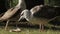 Seagull eating a piece of bread in the park