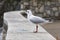 A seagull eating some bread