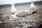 Seagull eating something on the pebble beach