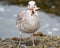 Seagull eating a starfish