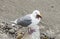 Seagull eating a starfish