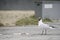 Seagull eating trash on footpath.