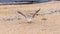 Seagull eats food on the beach on the sea coast. seabirds in wild nature