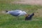 The Seagull eats the pigeon on the green grass.