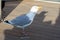 Seagull eats plastic cutlery at the beach restaurant.