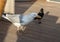 Seagull eats plastic cutlery at the beach restaurant.