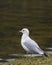 The Seagull on the Edge of the Lake