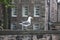 A seagull in the Edinburgh Castle