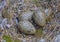 Seagull eggs in nest 1