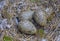 Seagull eggs in nest 2