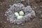 Seagull eggs in nest