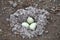 Seagull eggs in nest