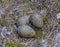 Seagull eggs in nest 3