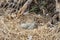 Seagull Eggs in NEst