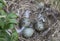 Seagull eggs in a nest on an island in the White sea, one chick has already broken the egg shell.