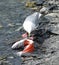 A seagull enjoying alaskan salmon
