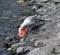 A seagull enjoying alaskan salmon