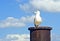 Seagull enjoying the day sitting on a pylon