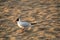 A seagull enjoys an early morning on the seashore. Sea birds. Free life of birds