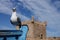 Seagull in Essaouira Marokko