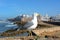 Seagull in Essaouira, Morocco