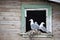 Seagull family - Black-legged Kittiwake