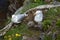 Seagull family with two baby gull chicks