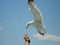 Seagull feeding. Seagull eating from mans hand. Blue sky in background.