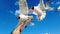 Seagull. Feeding seagulls. Flying a sea birds. Wildlife animals. Summer vacation on ocean beach. Blue sky