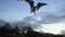 Seagull feeding - Very friendly seagull takes bread, Feeding Bird Against Sky,
