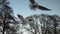 Seagull feeding - Very friendly seagull takes bread, Feeding Bird Against Sky,