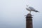 Seagull in Fells Point, Baltimore, Maryland