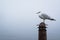 Seagull in Fells Point, Baltimore, Maryland