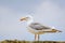 Seagull on the Fence